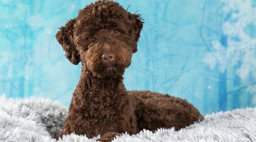 Chocolate Fluffy Dog Posing in Front of Blue Background