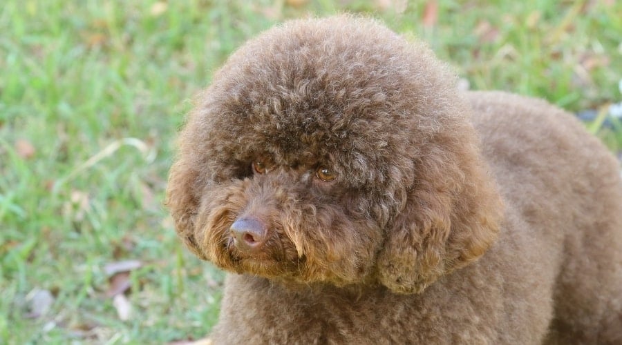 Chocolate Fluffy Dog