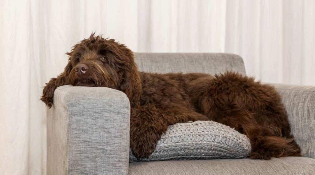 Brown dog sleeping in a chair.