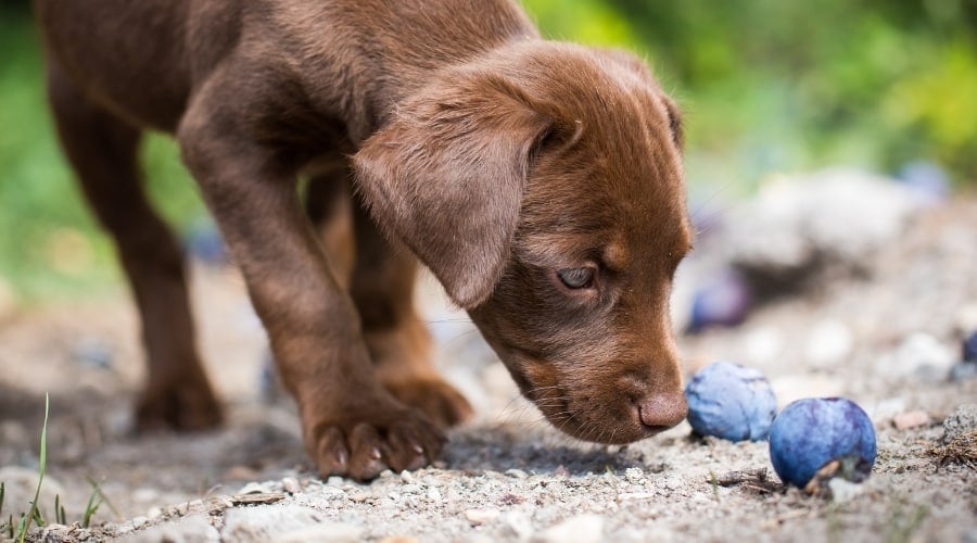 Chocolate Lab Puppy Looking at Purple plums on the ground.
