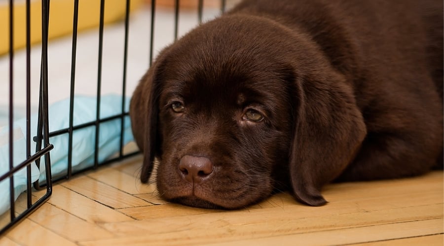 Chocolate Lab in Dog Crate