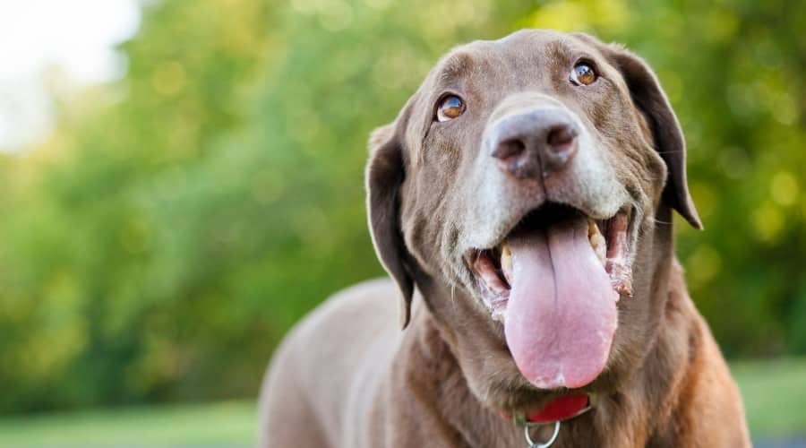 Chocolate Labrador Outdoors