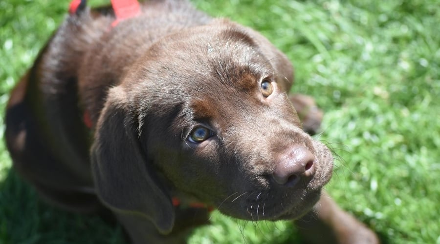Chocolate Labrador Retriever