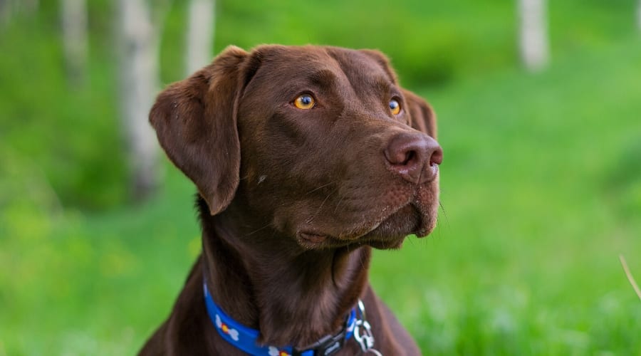 Chocolate Labrador Retriever