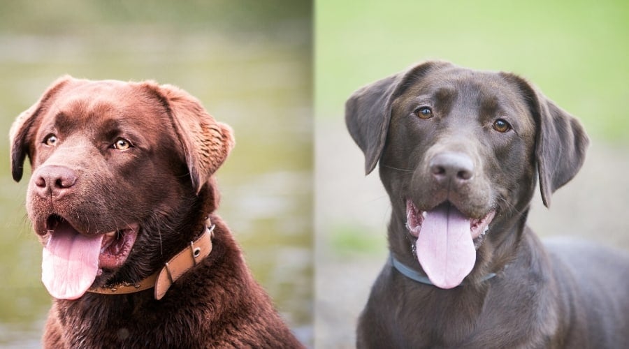 British chocolate lab deals