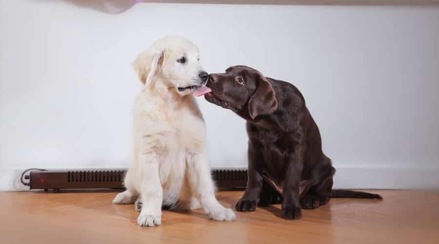 Chocolate Puppy Licking White Puppy