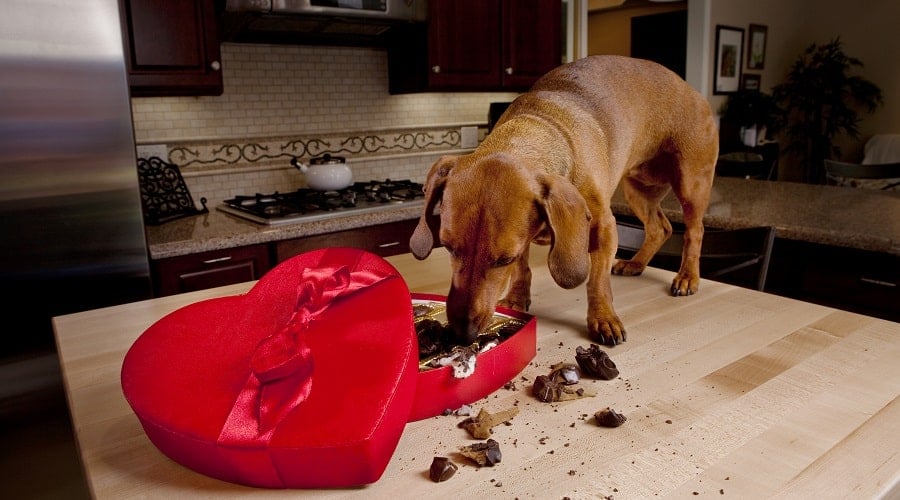 Dog standing on kitchen counter eating chocolates from a heart-shaped gift box.