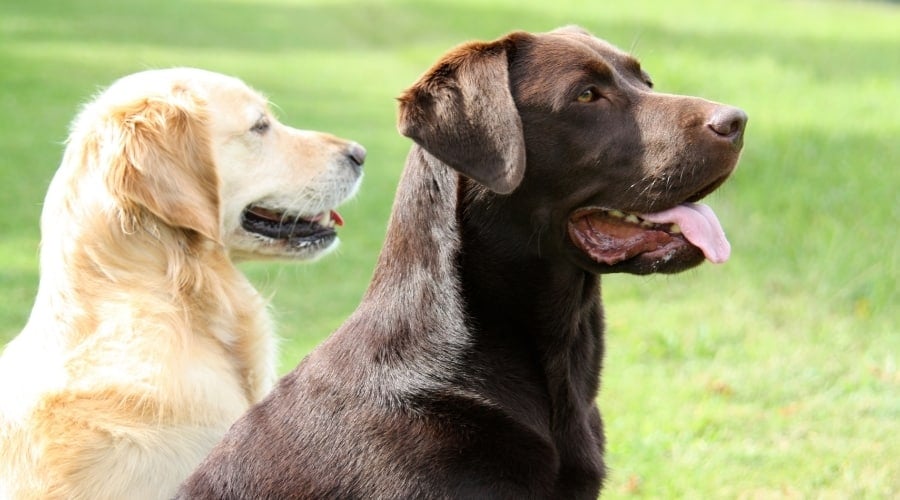Chocolate and Golden Dogs Sitting Outside
