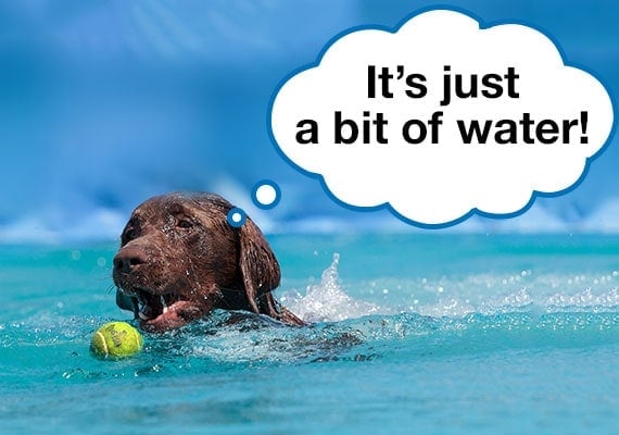 Chocolate Labrador swimming after tennis ball floating in water at beach
