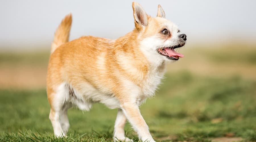 Chorkie