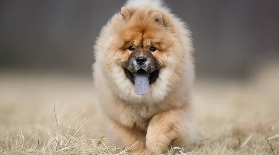 Chow Chow