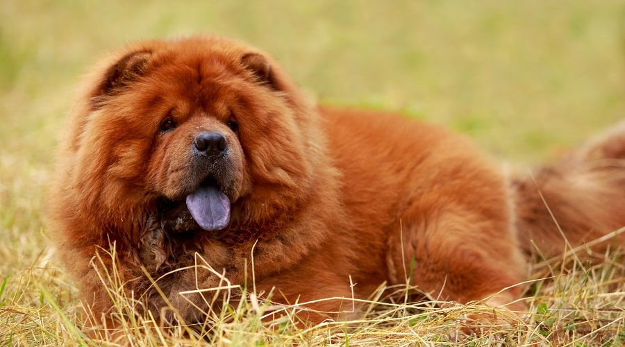 Chow Chow Dangerous