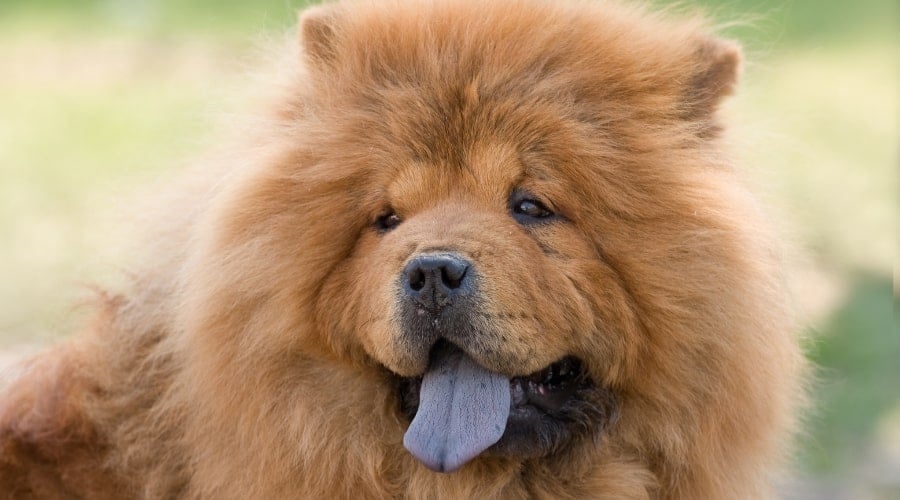 Chow Chow Dog Breed