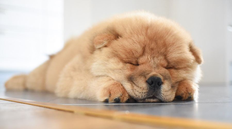 Chow Chow Sleeping Lazy