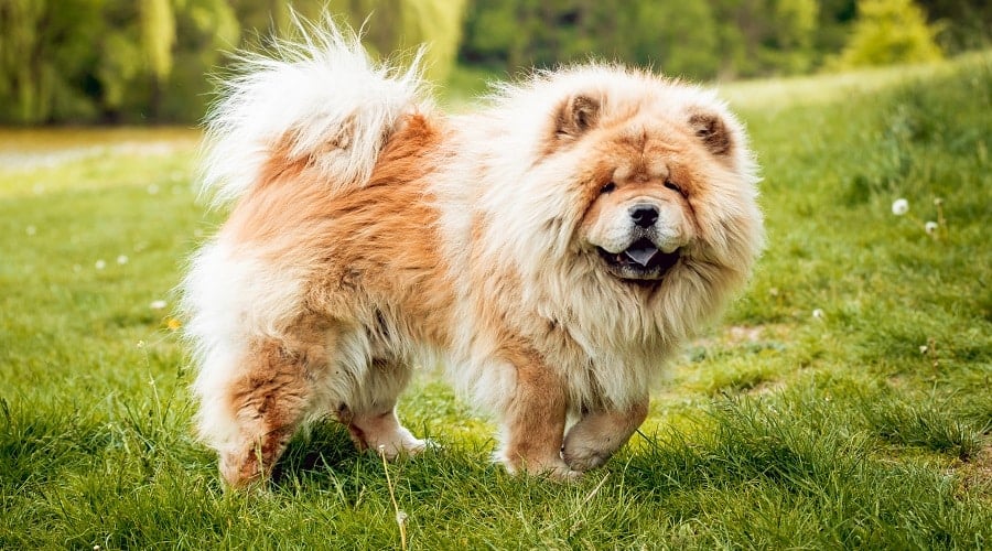 Chow Chow in grass.
