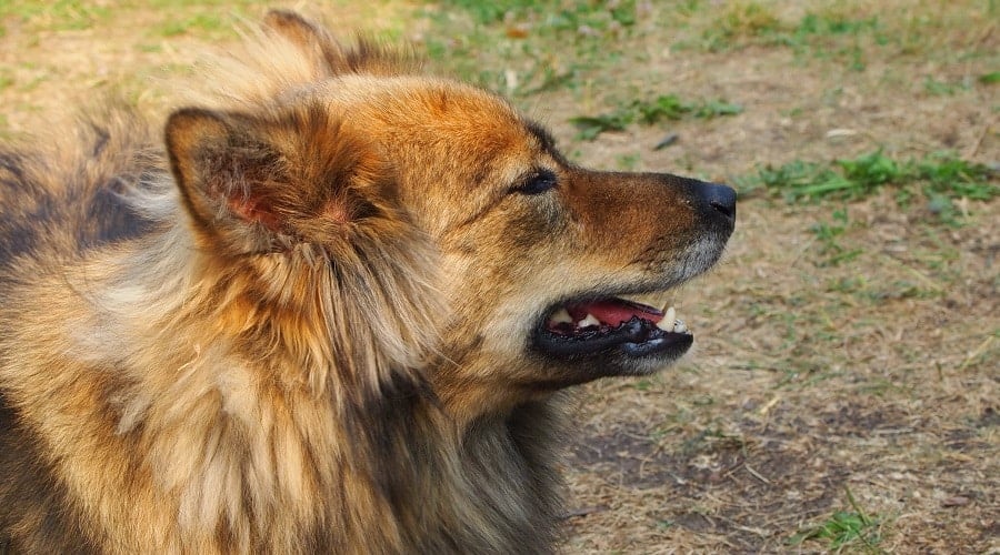 Chow Shepherd Mix