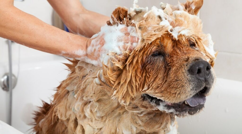 Chow Chow in bath getting head scrubbed with shampoo