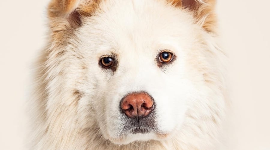 Chownees, a fluffy Chow Chow Great Pyrenees mix.