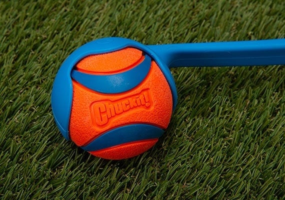 Chuckit! Ultra dog tennis ball sitting in scoop of ball thrower