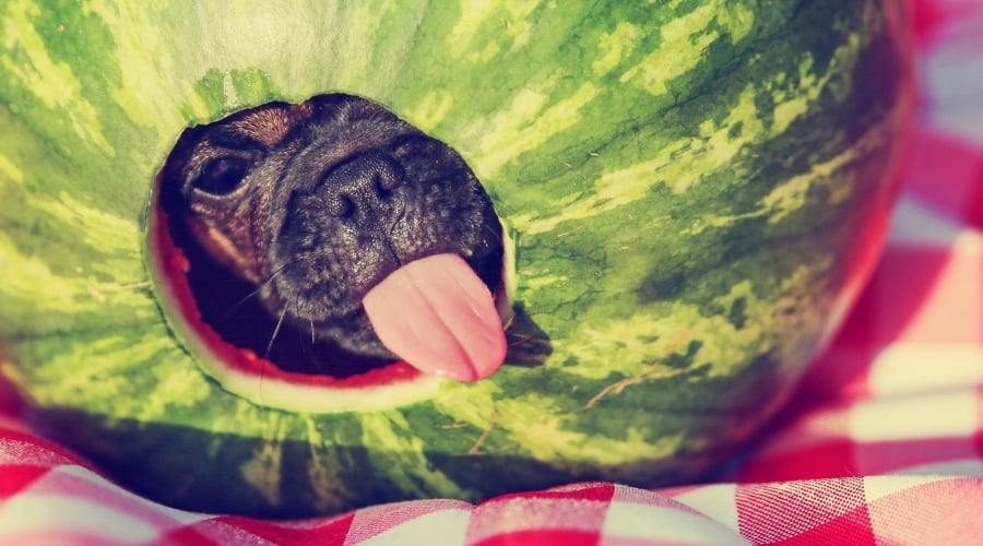 Chug Dog Eating Fruit