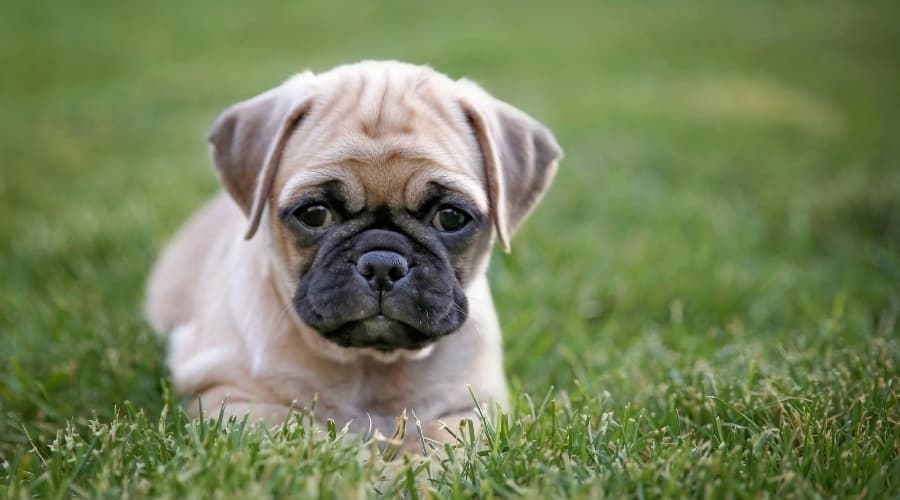 Chug Dog laying in the grass