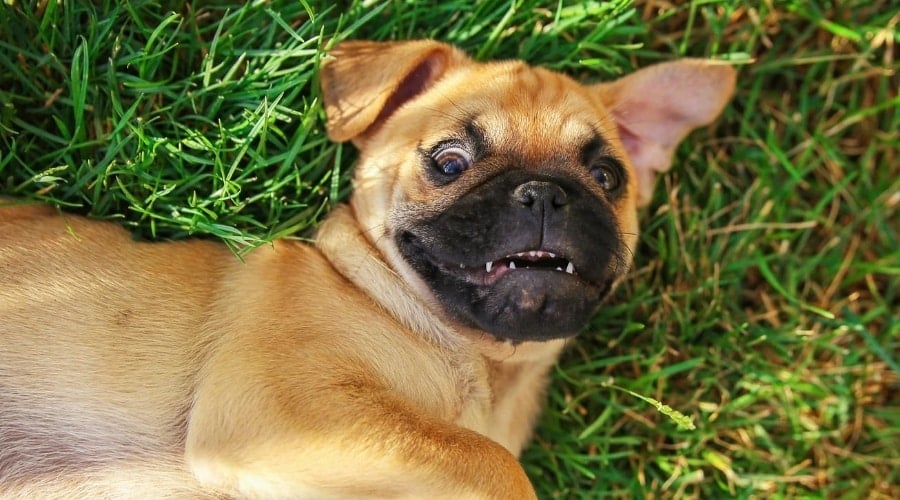 Chihuahua Pug mix exercising