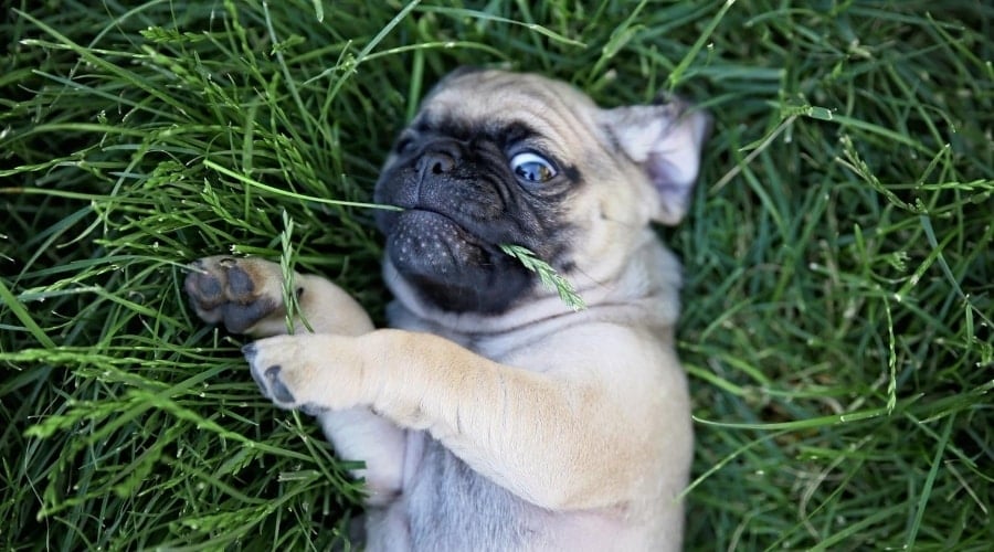 Chug dog rolling in Grass