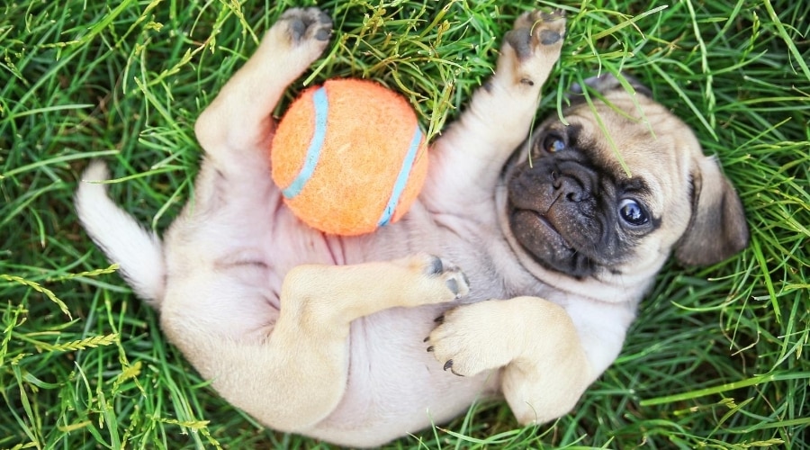 Chug playing with toy
