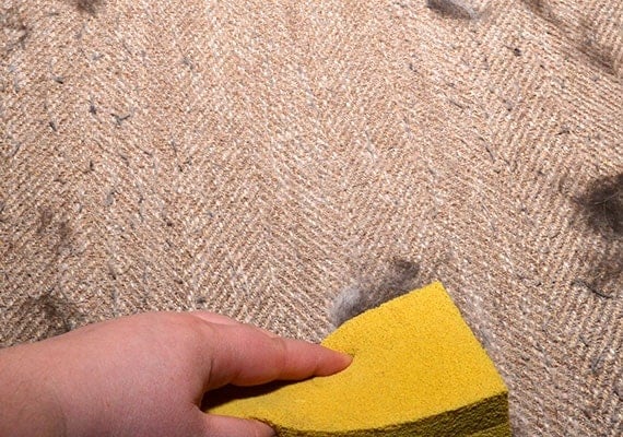 Cleaning up dog hair on couch with pet hair remover