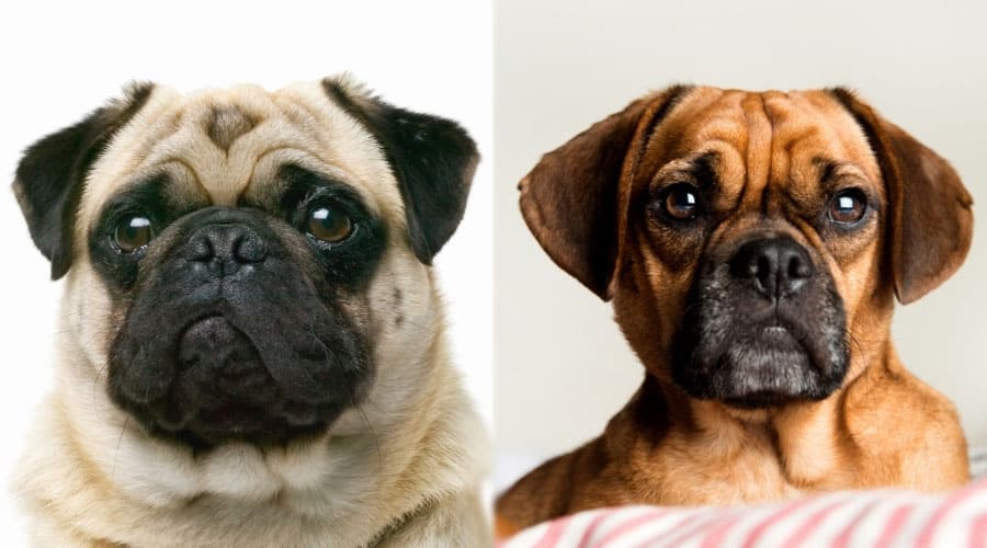 Close Up Image of Handsome Dogs