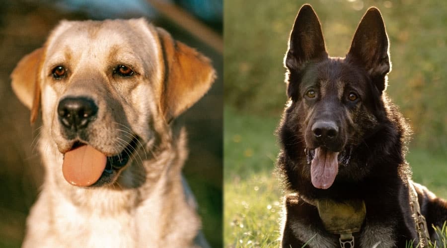 Close Up Image of Two Popular Dog Breeds