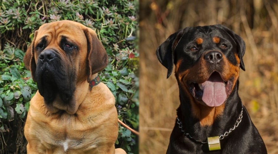Close Up Images of Two Brown and Black Dogs