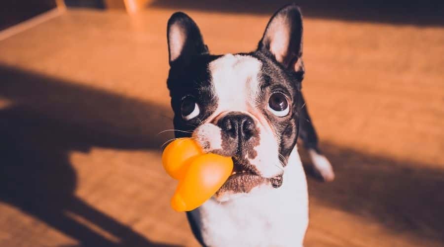 Close Up Portrait of a Boston Terrier dog at home playing with duck toy. Cute Dog with yellow Rubber Duck ready for Bath
