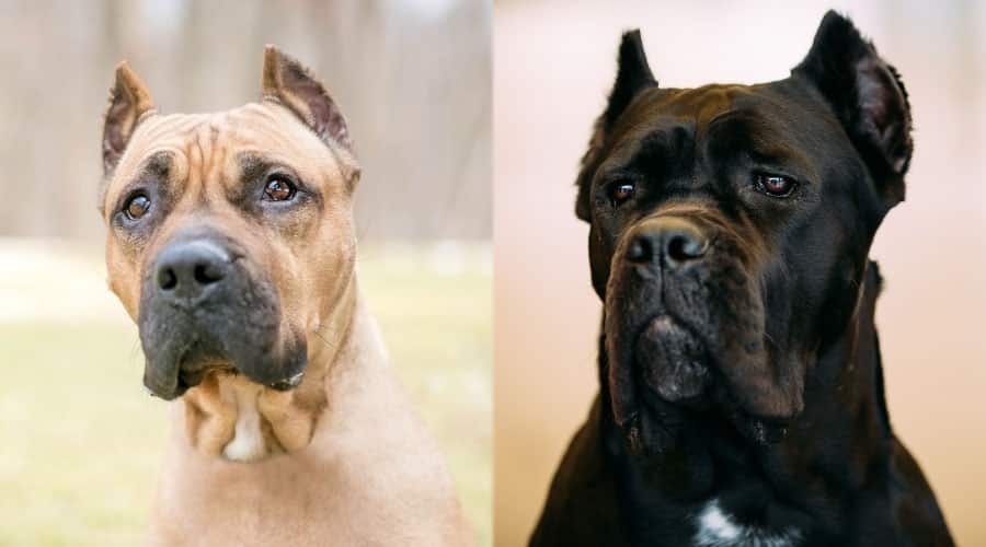 Close Up of Brown and Black Dogs