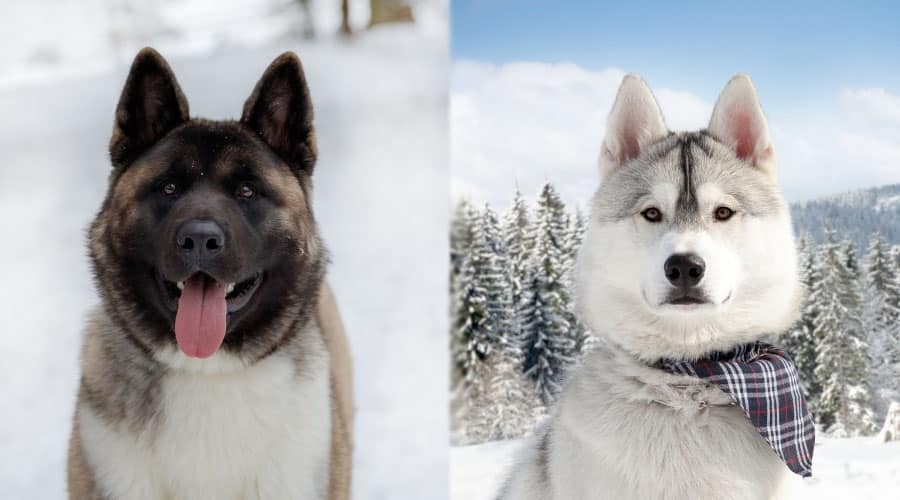 Close Up of Dog Faces