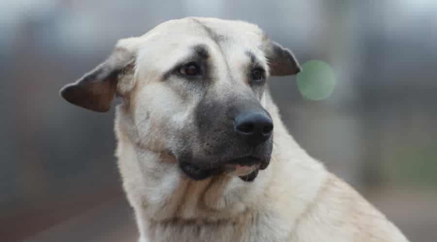 Close Up of Dog's Face Looking Left