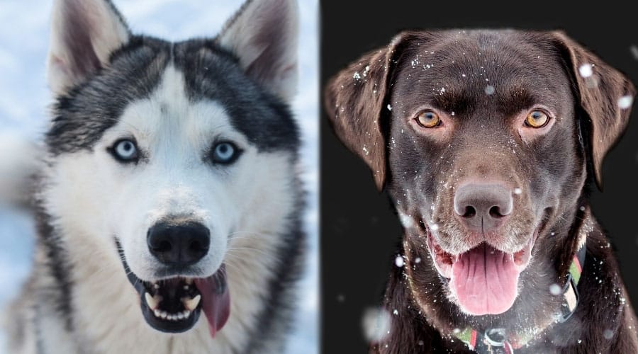 Close Up of Dogs Faces