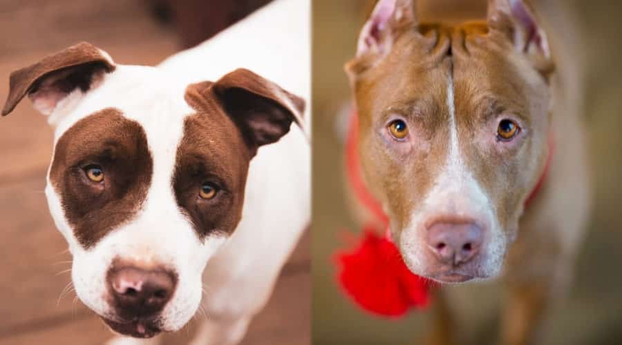 Close Up of Dogs Faces