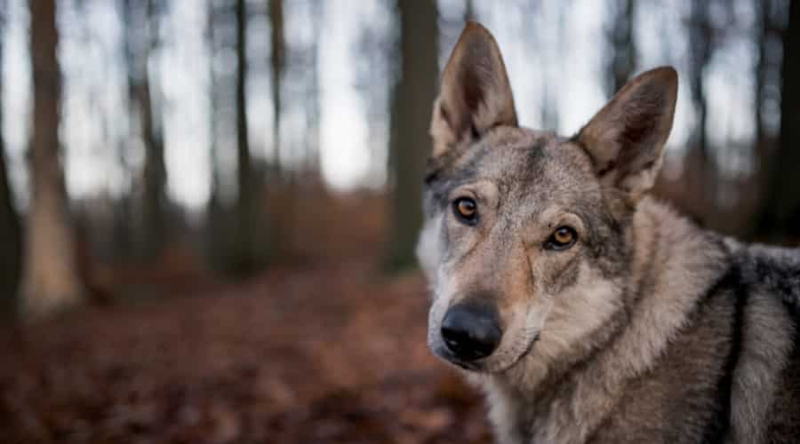 Close Up of Gray Canine Face