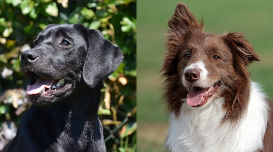 Close Up of Handsome Dogs