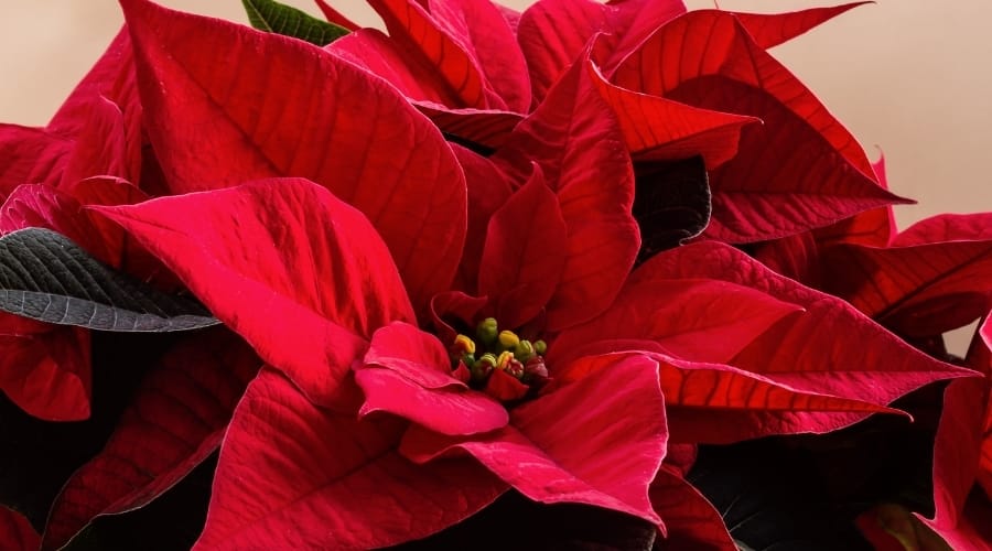Close Up of Red Christmas Flower