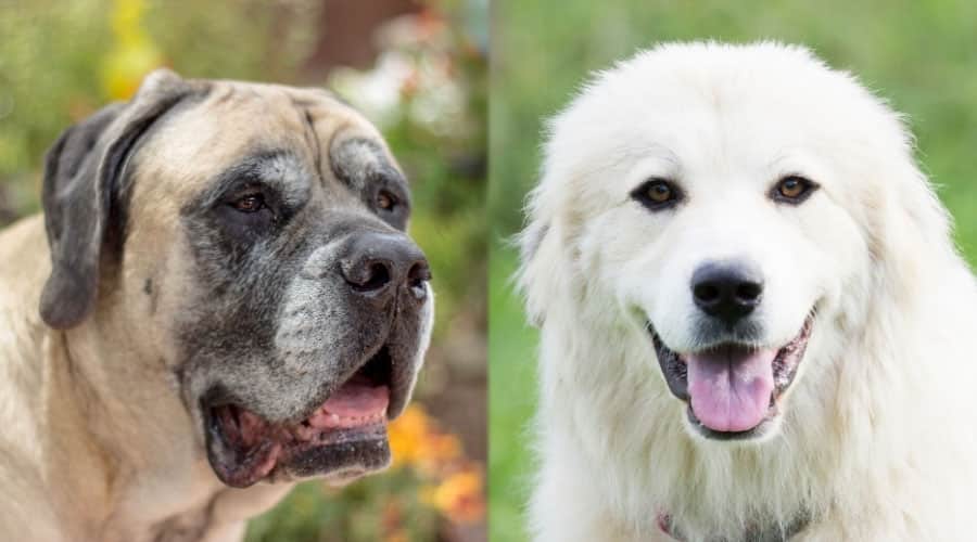 Close Up of Senior Dogs