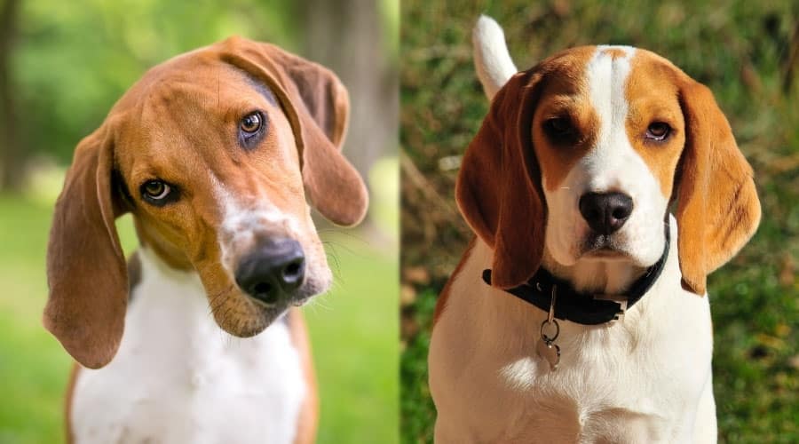 Close Up of Serious Dogs