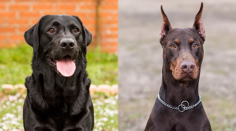 Close Up of Two Dogs Faces