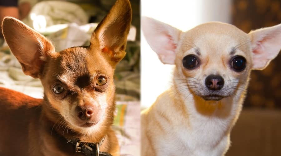 Close Up of Two Dogs