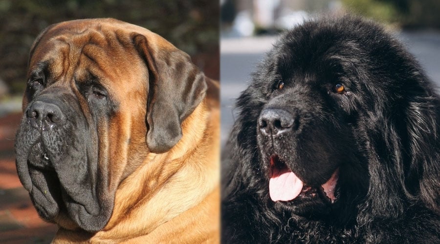 Close Up of Two Large Dogs