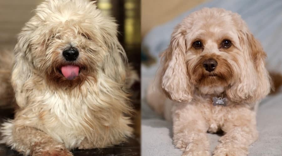 Close Up of Two White Dogs