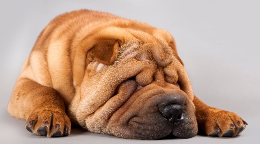 Close Up of Wrinkly Dog