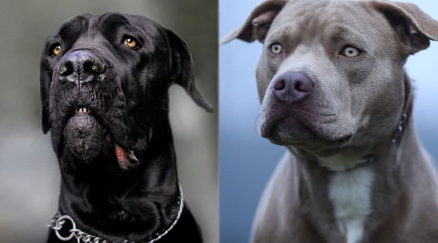 Close Ups of Black and Blue Dogs