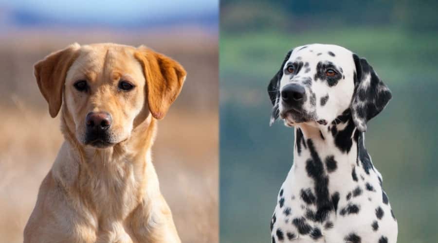 Close up Faces of a Yellow and a Spotted Dog